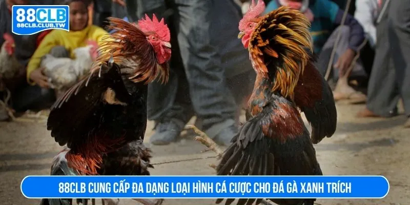 88CLB cung cấp đa dạng loại hình cá cược cho đá gà xanh trích