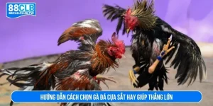 Cách chọn gà đá cựa sắt hay
