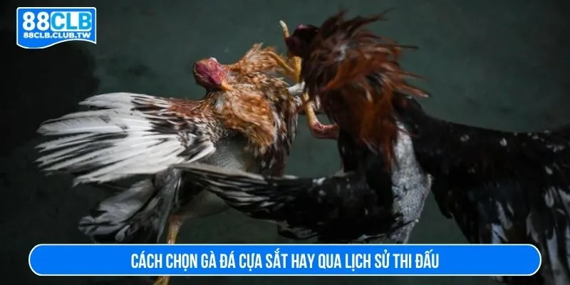 Cách chọn gà đá cựa sắt hay qua lịch sử thi đấu