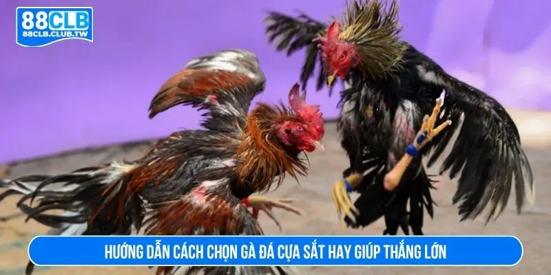 Cách chọn gà đá cựa sắt hay