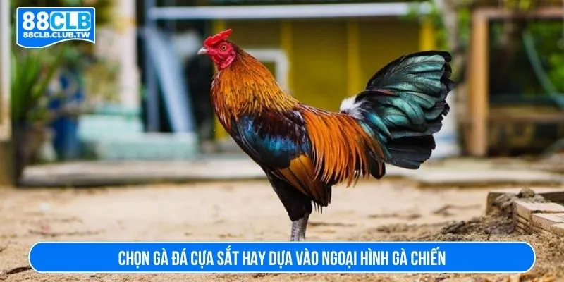 Chọn gà đá cựa sắt hay dựa vào ngoại hình gà chiến