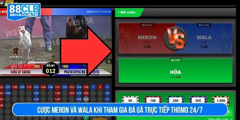 Cược Meron và Wala khi tham gia đá gà trực tiếp thomo 24/7