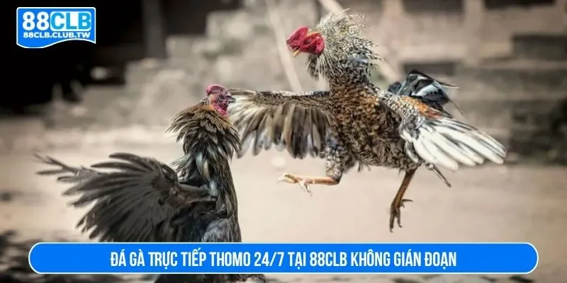 đá gà trực tiếp thomo 24/7