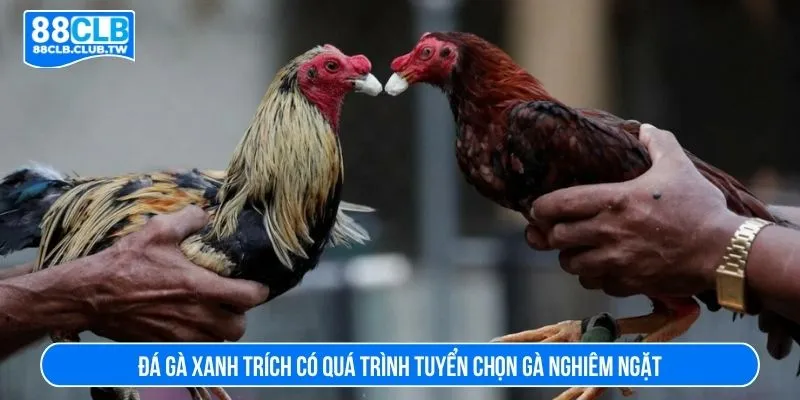 Đá gà xanh trích có quá trình tuyển chọn gà nghiêm ngặt