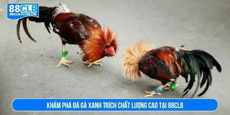 đá gà xanh trích