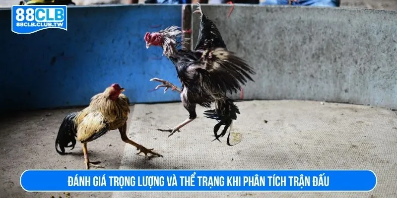 Đánh giá trọng lượng và thể trạng khi phân tích trận đấu