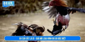 Gà cựa sắt là gì