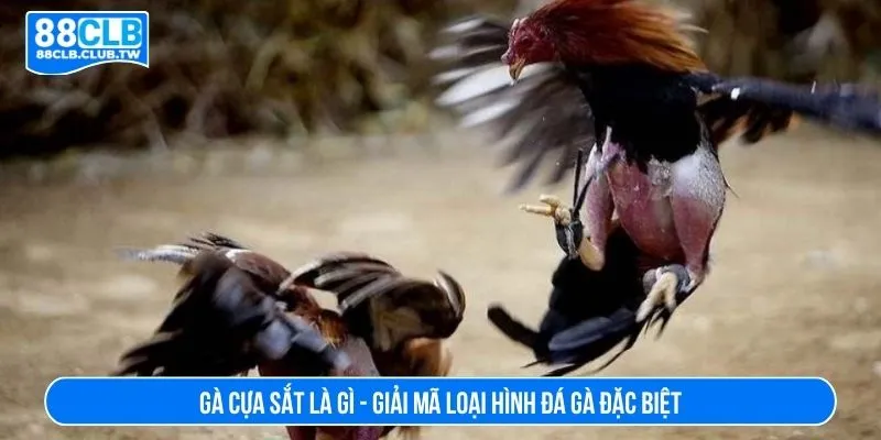 Gà cựa sắt là gì