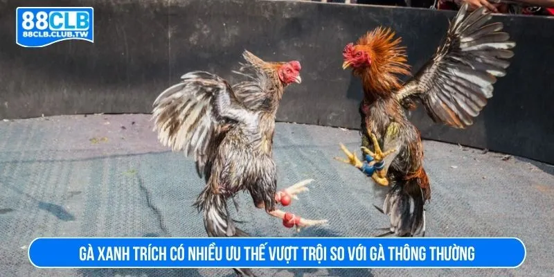 Gà xanh trích có nhiều ưu thế vượt trội so với gà thông thường