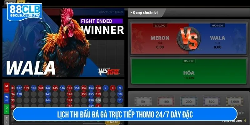 Lịch thi đấu đá gà trực tiếp thomo 24/7 dày đặc