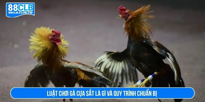 Luật chơi gà cựa sắt là gì và quy trình chuẩn bị 