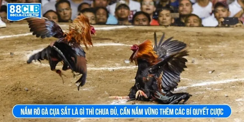 Nắm rõ gà cựa sắt là gì thì chưa đủ, cần nắm vững thêm các bí quyết cược