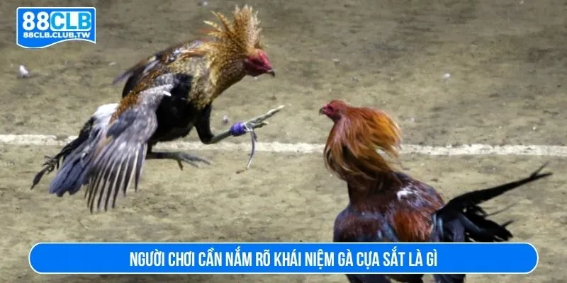 Người chơi cần nắm rõ khái niệm gà cựa sắt là gì